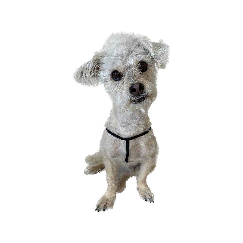 Step-In Harness for Small Pets B293839